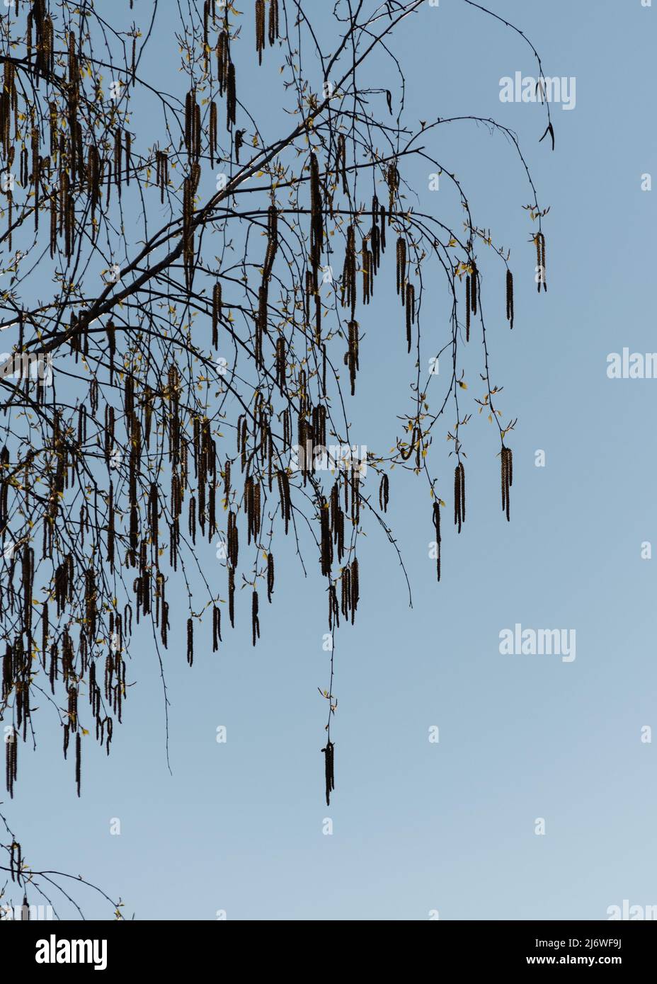 Birkenzweig Silhouette, Zweig mit neuen Blättern und hängende catkin gegen blauen Himmel Stockfoto