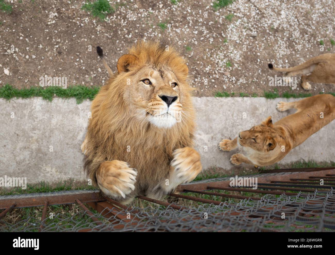 Junger schöner Löwe fängt Fleisch im Safaripark Stockfoto