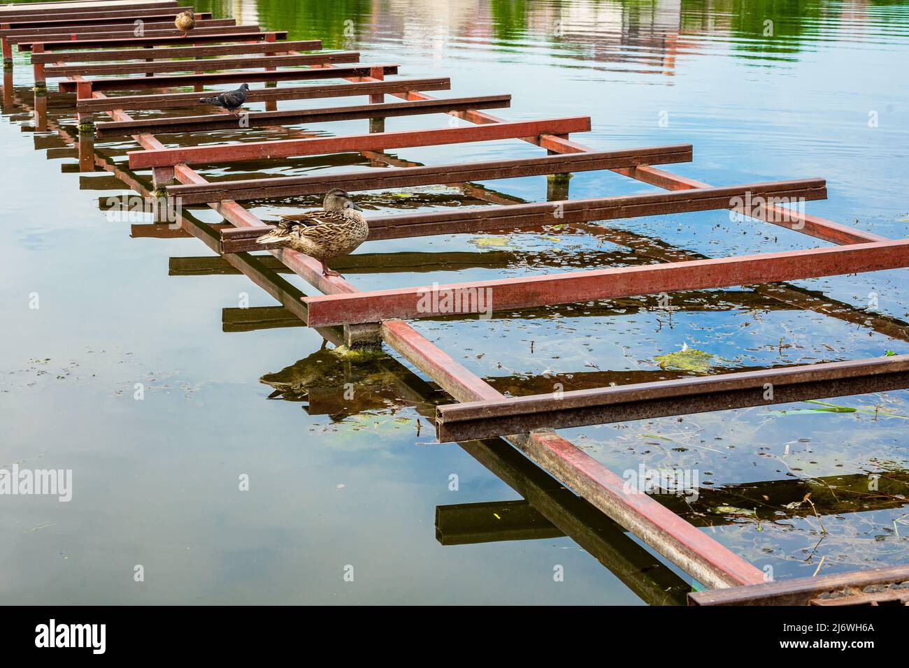 Wild Ente steht auf einer Metallbrücke auf dem Fluss Stockfoto