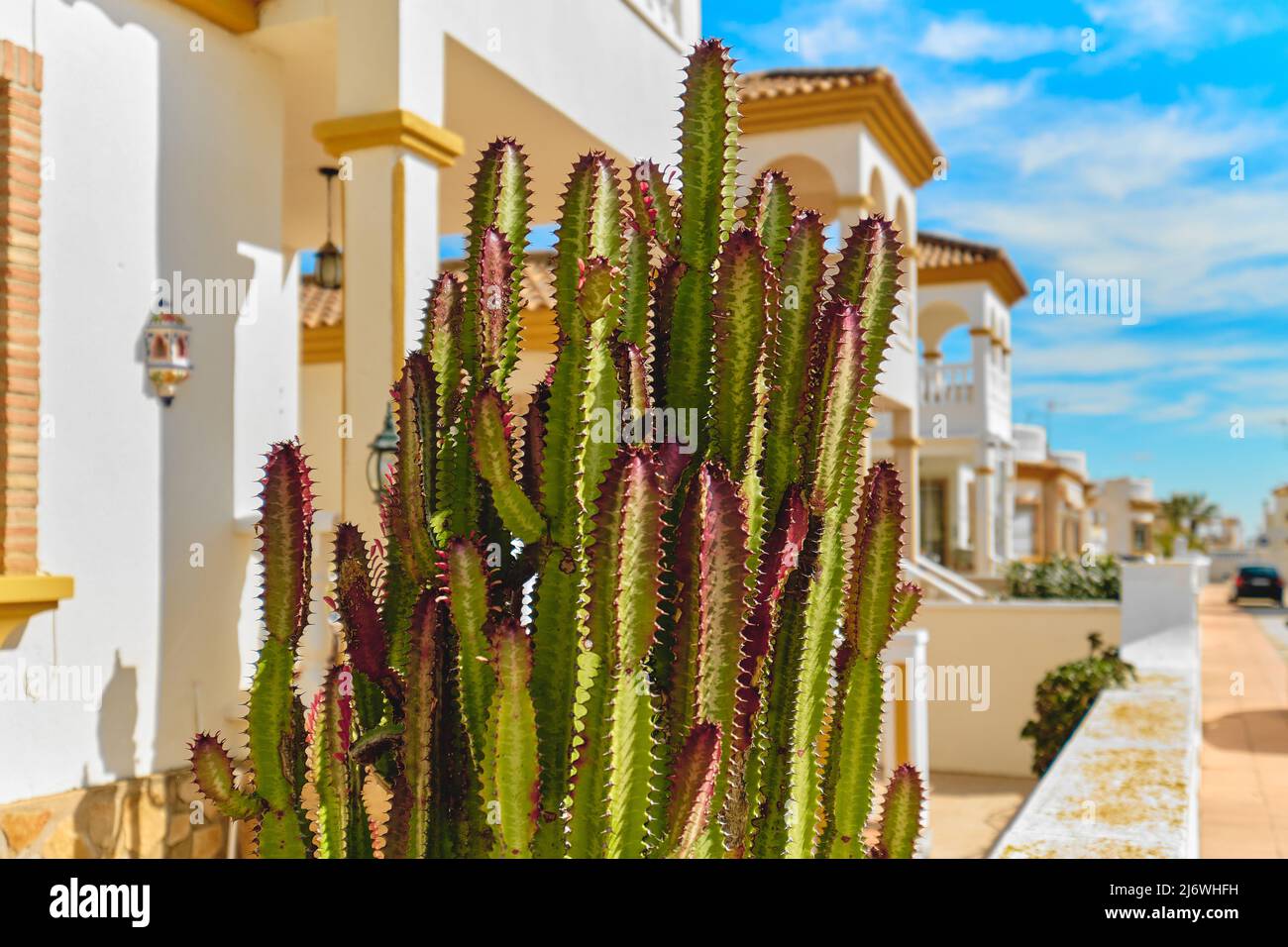 Nahaufnahme des riesigen Kaktus im Freien. Spanien Stockfoto