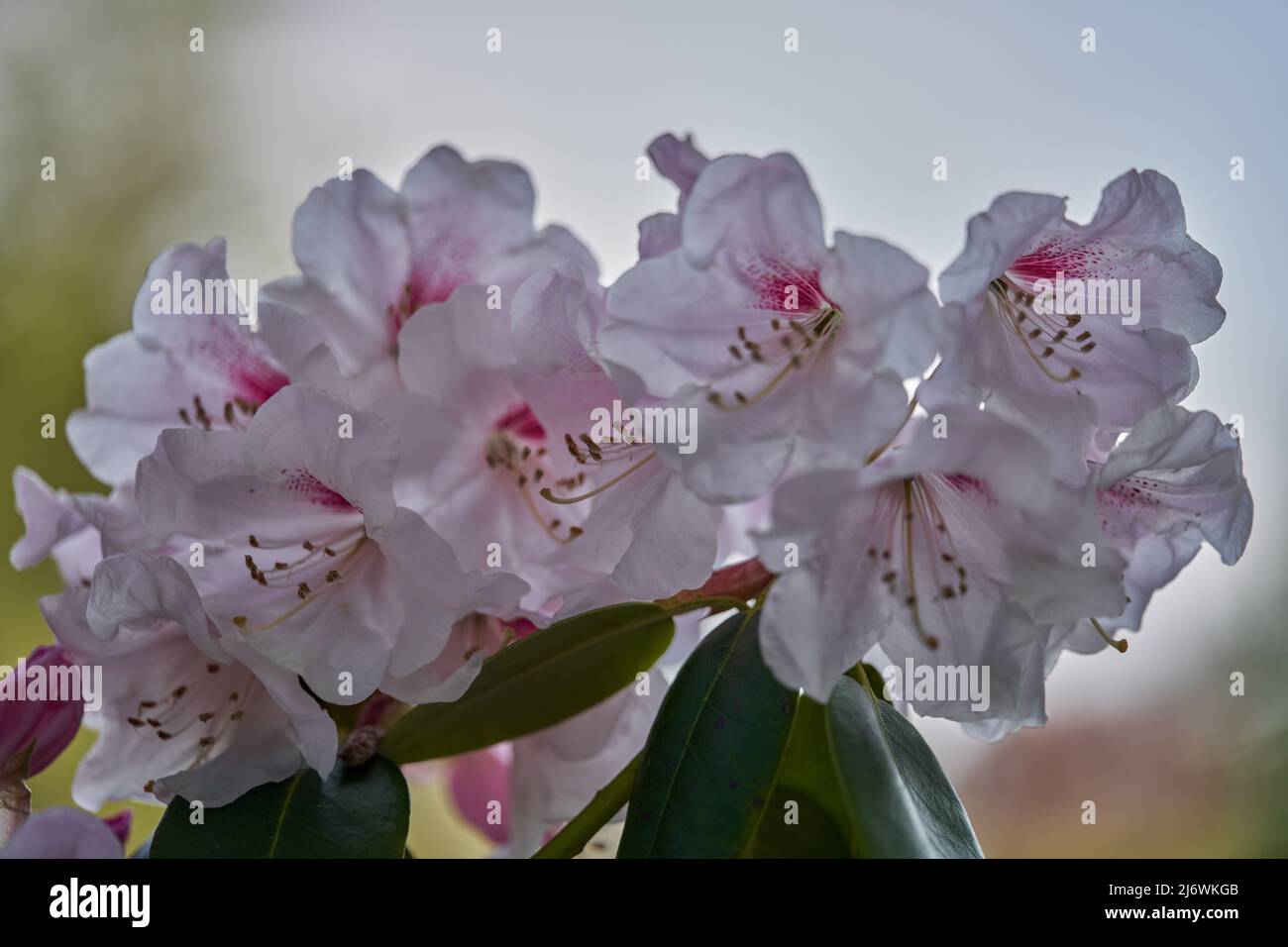 Üppige, farbenfrohe, hellrosa Rhododendron-Chionoides-Blüten aus nächster Nähe Stockfoto