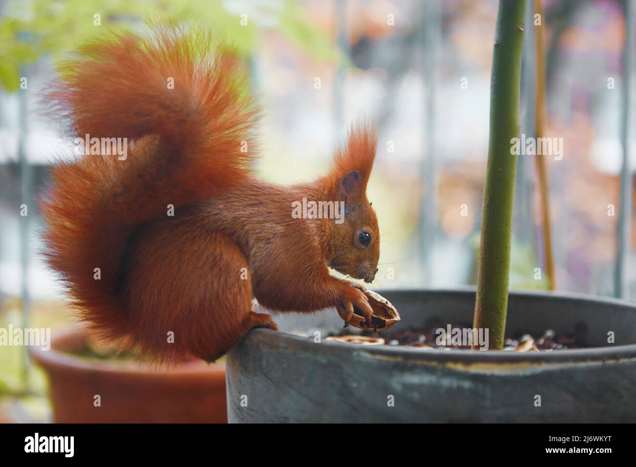 Schönes rotes Eichhörnchen sitzt und sich selbst füttert. Walnuss in Pfoten halten. Niedliches Tier auf dem Stadthaus-Balkon. Stockfoto