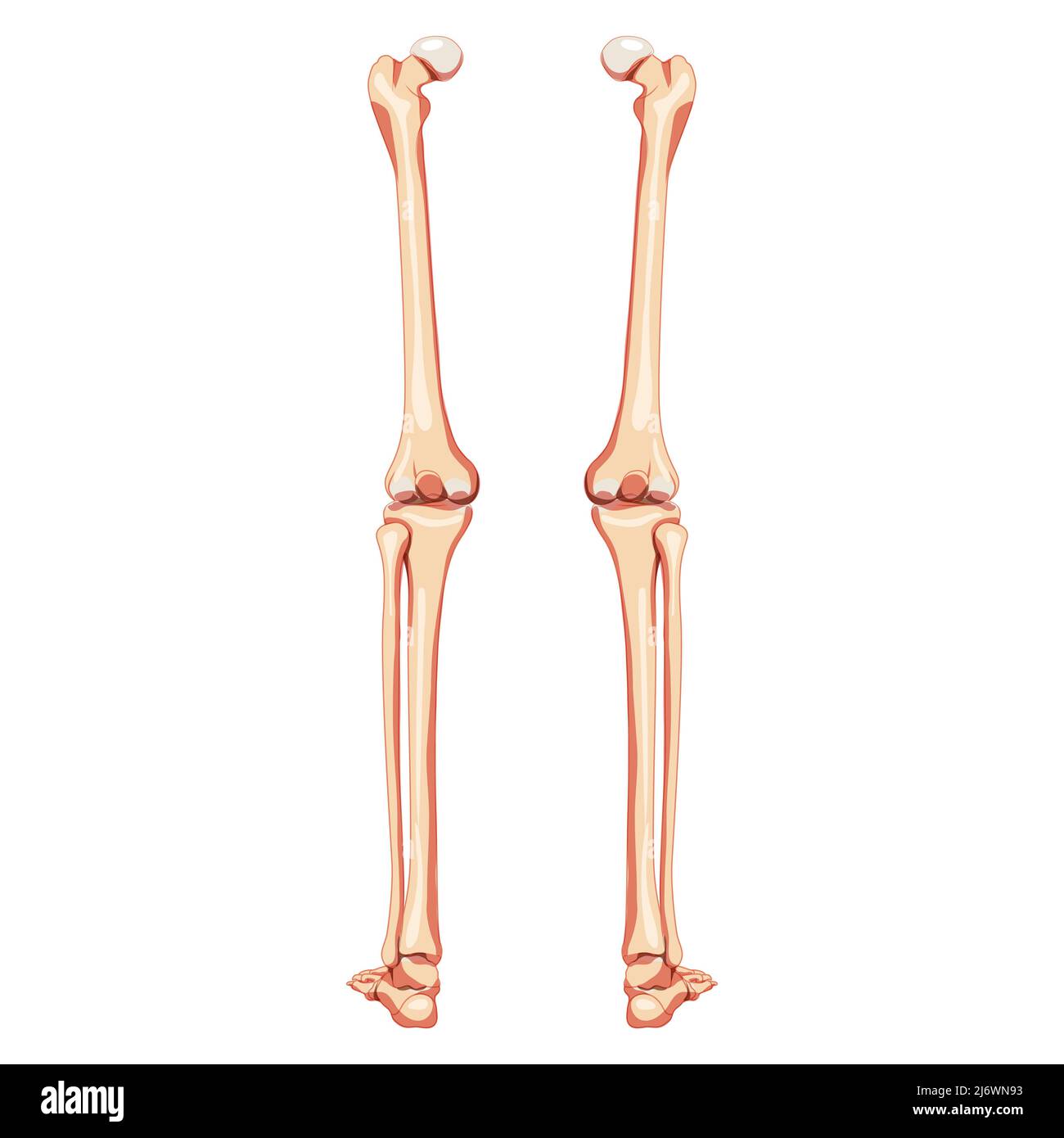 Knochen Der Unteren Extremitäten Anatomie Der Knochen Der Unteren Extremitäten