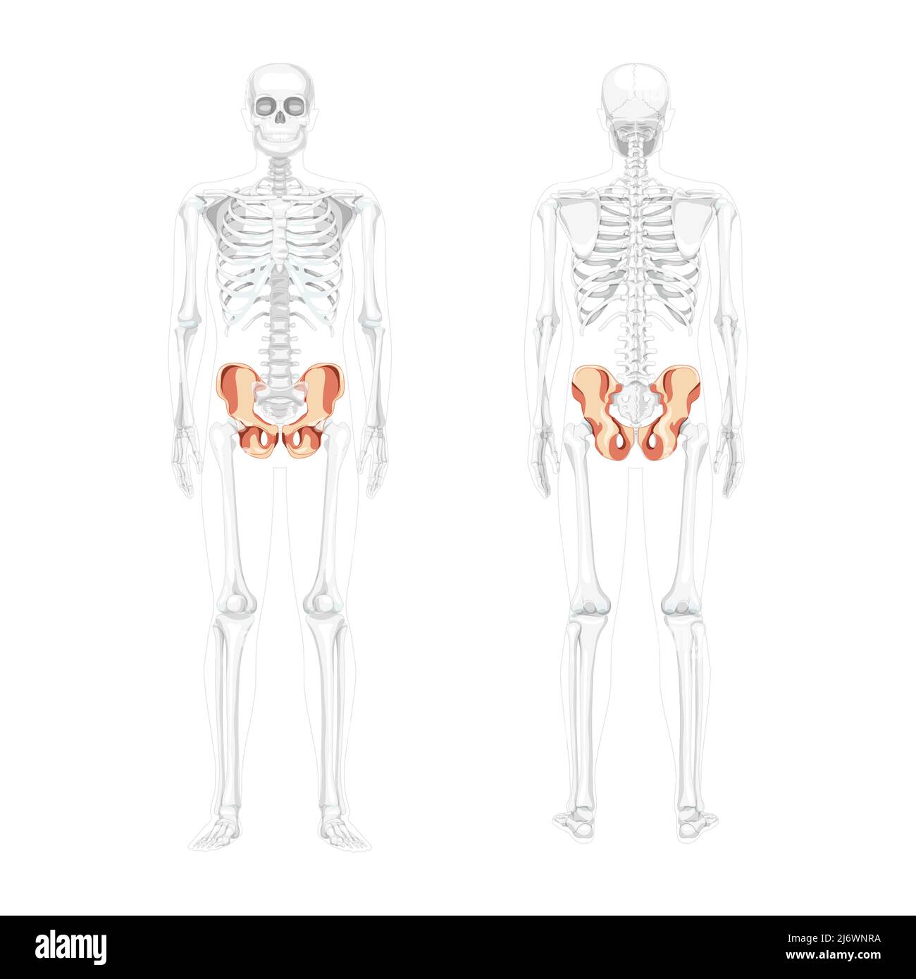 Skelett Becken Hüftknochen Human Front back view mit teilweise transparenter Knochenposition. Set aus 3D realistischen flachen natürlichen Farben Konzept Vektor-Illustration der Anatomie isoliert auf weißem Hintergrund Stock Vektor