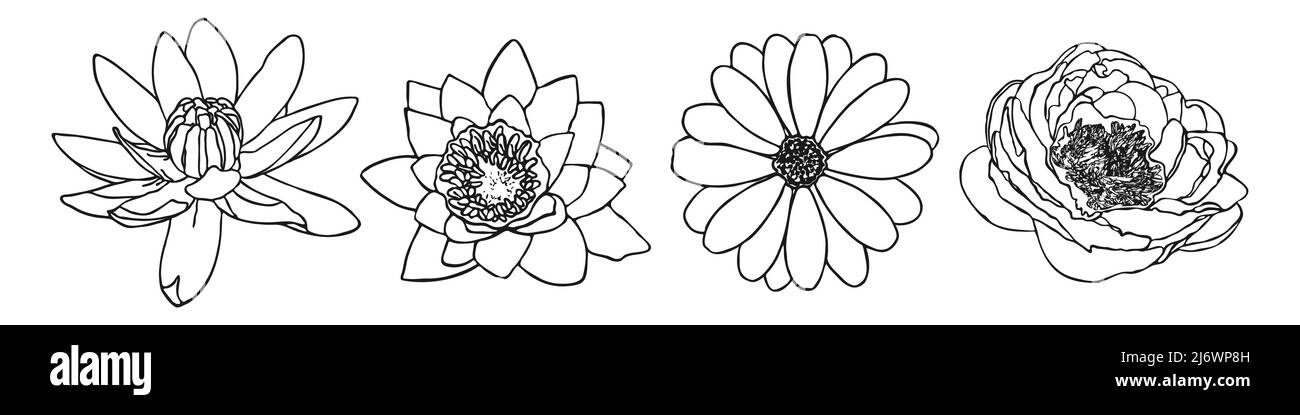 Minimale botanische Zeichnung von Blumen Lilie Kamillenpeonie. Konturvektor – Blumendarstellung. Moderne Doodle-Kollektion. Stock Vektor