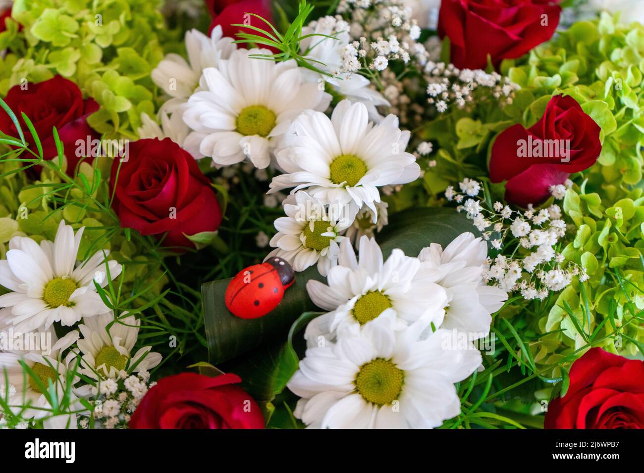 Hintergrund mit einer Vielzahl von frischen Blumen. Bouquet von roten Rosen, weißen Gänseblümchen, Grün und Wildblumen. Stockfoto