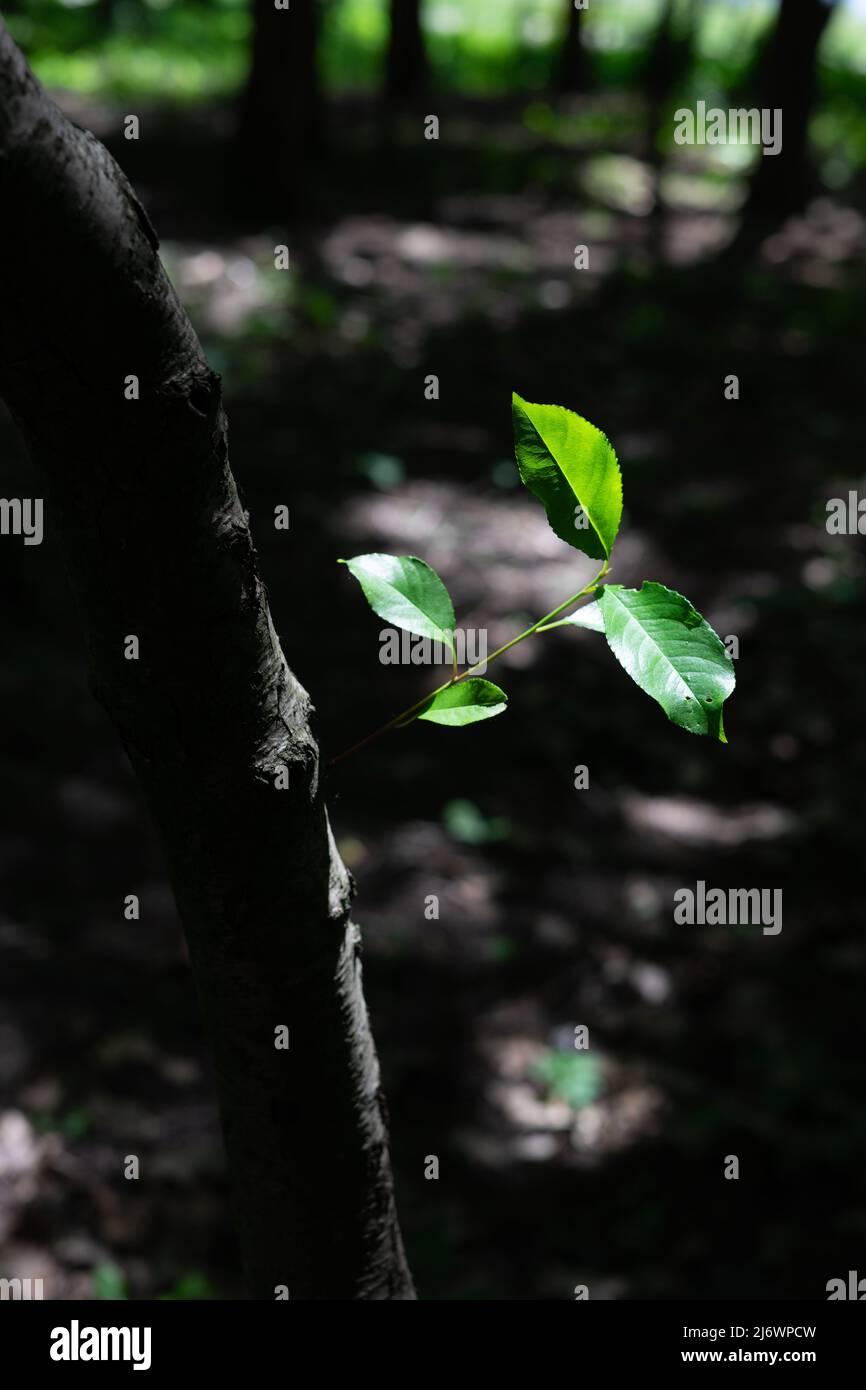 Auf einem Baumstamm wächst ein junger Spross mit einem Blatt Stockfoto