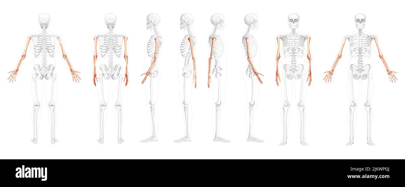 Set Skelettarme Human Vorderansicht der Rückseite mit teilweise transparenter Knochenposition. Hände, Unterarme realistisches, flaches, natürliches Farbkonzept Vektor-Illustration der Anatomie auf weißem Hintergrund isoliert Stock Vektor