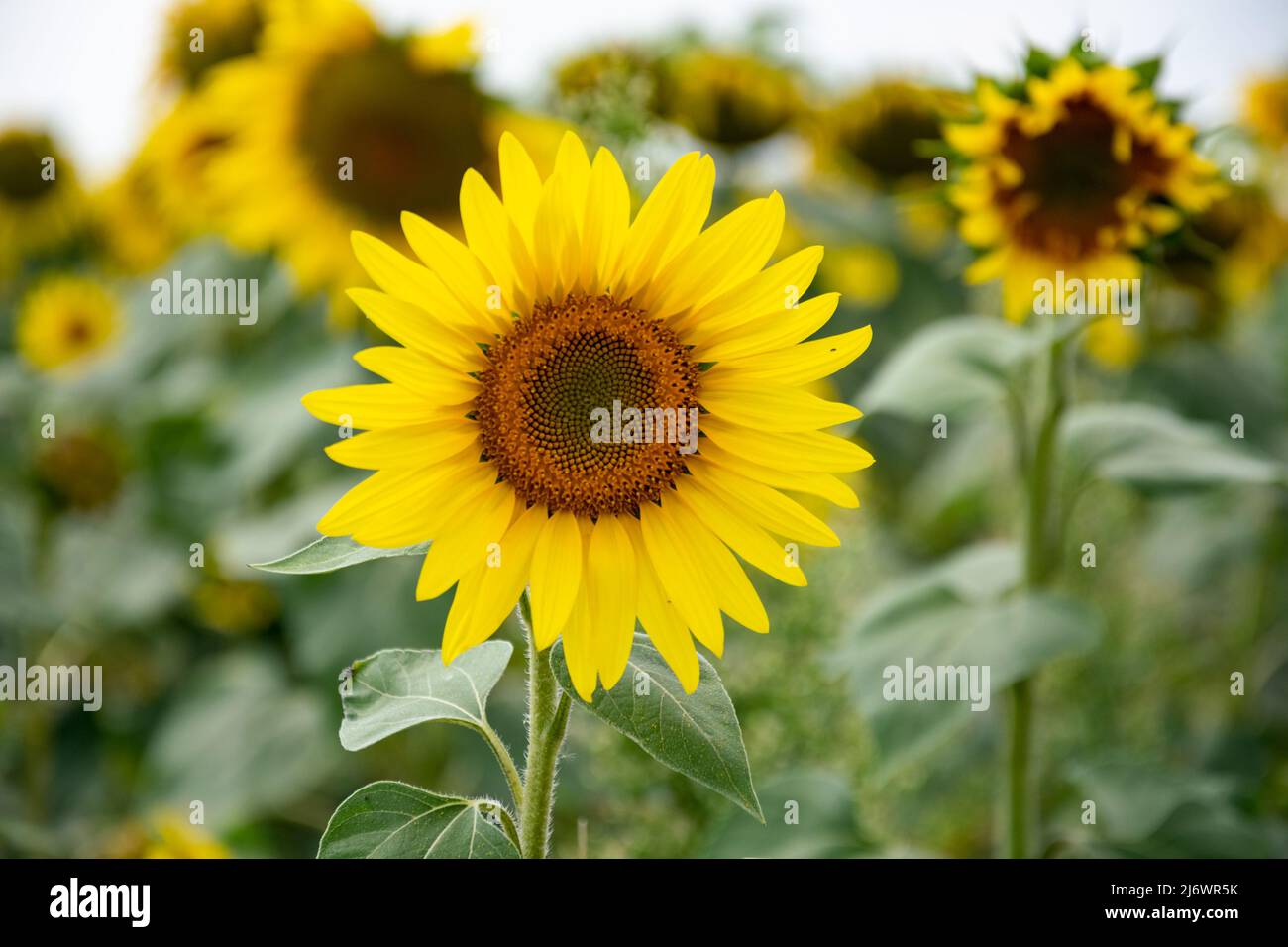 Sonnenblumen wachsen dicht zusammen auf dem Feld. Wachsende