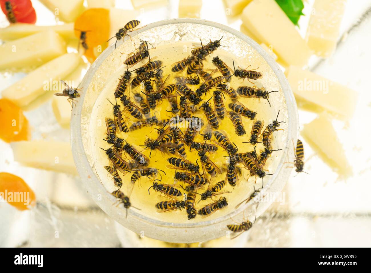 Viele Wespen essen Honig aus einer Schüssel. Delikatessen. Honig und Melone auf einem Teller. Stockfoto
