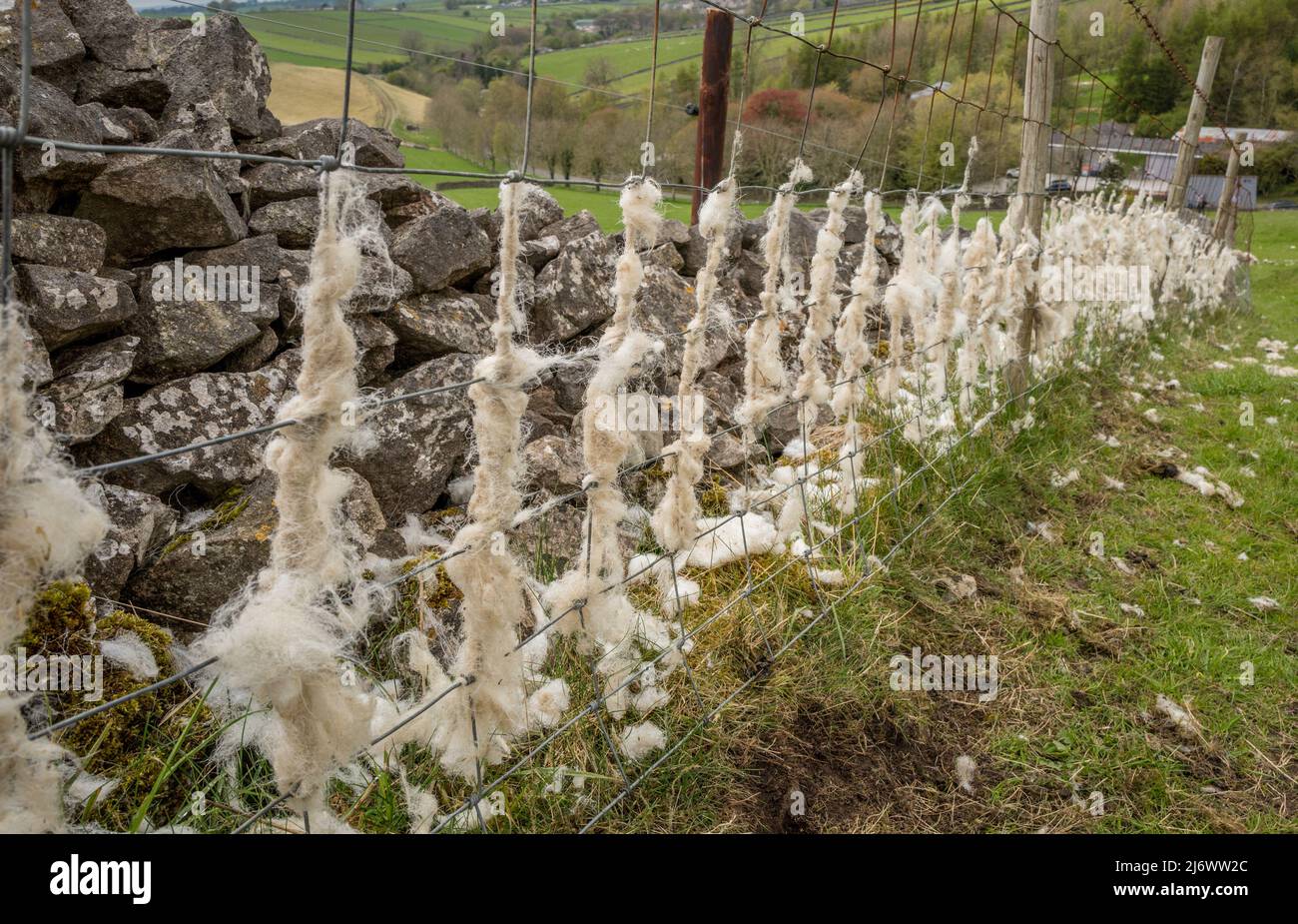 Penistone Schafe vergießen ihre Wollmäntel auf Draht Fechten. Stockfoto