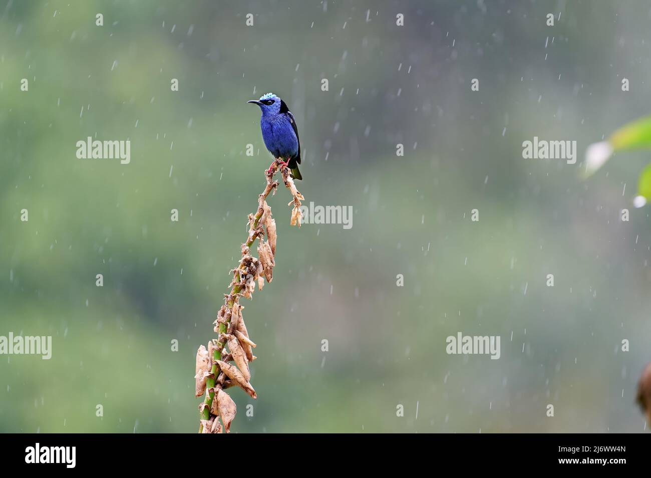 Rotbeiniger Honigbauch (Cyanerpes cyaneus, Maquenque Eco Lodge, Costa Rica, Mittelamerika Stockfoto