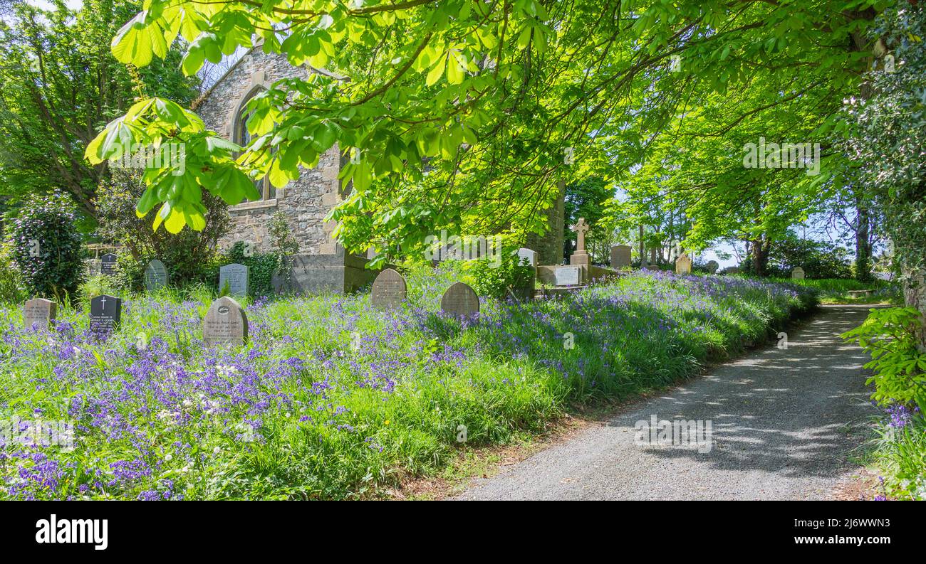 Bluebells Blue Bells wachsen auf dem Kirchhof oder Friedhof, der Grabsteine oder Grabsteine bedeckt Stockfoto