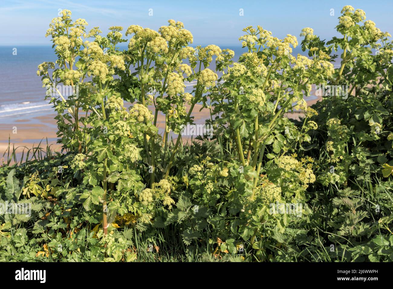 Alexanders Stockfoto