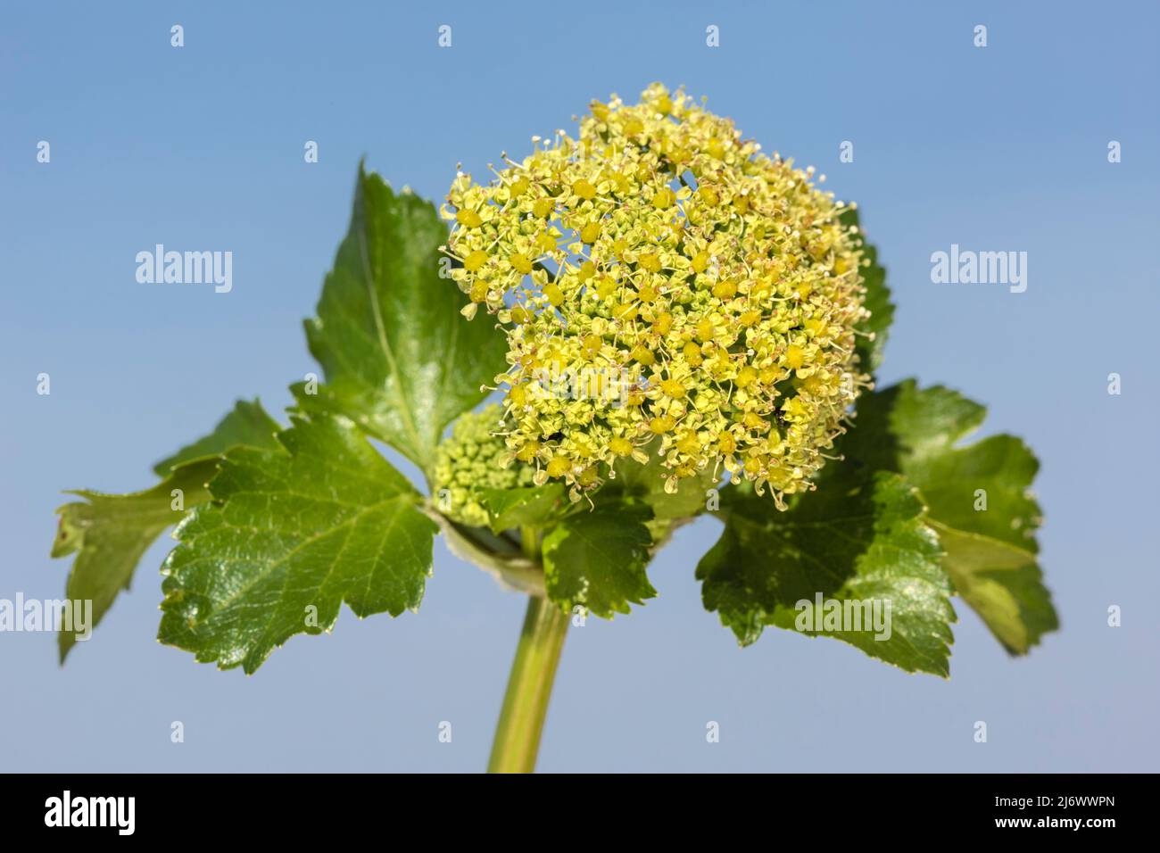 Alexanders Stockfoto