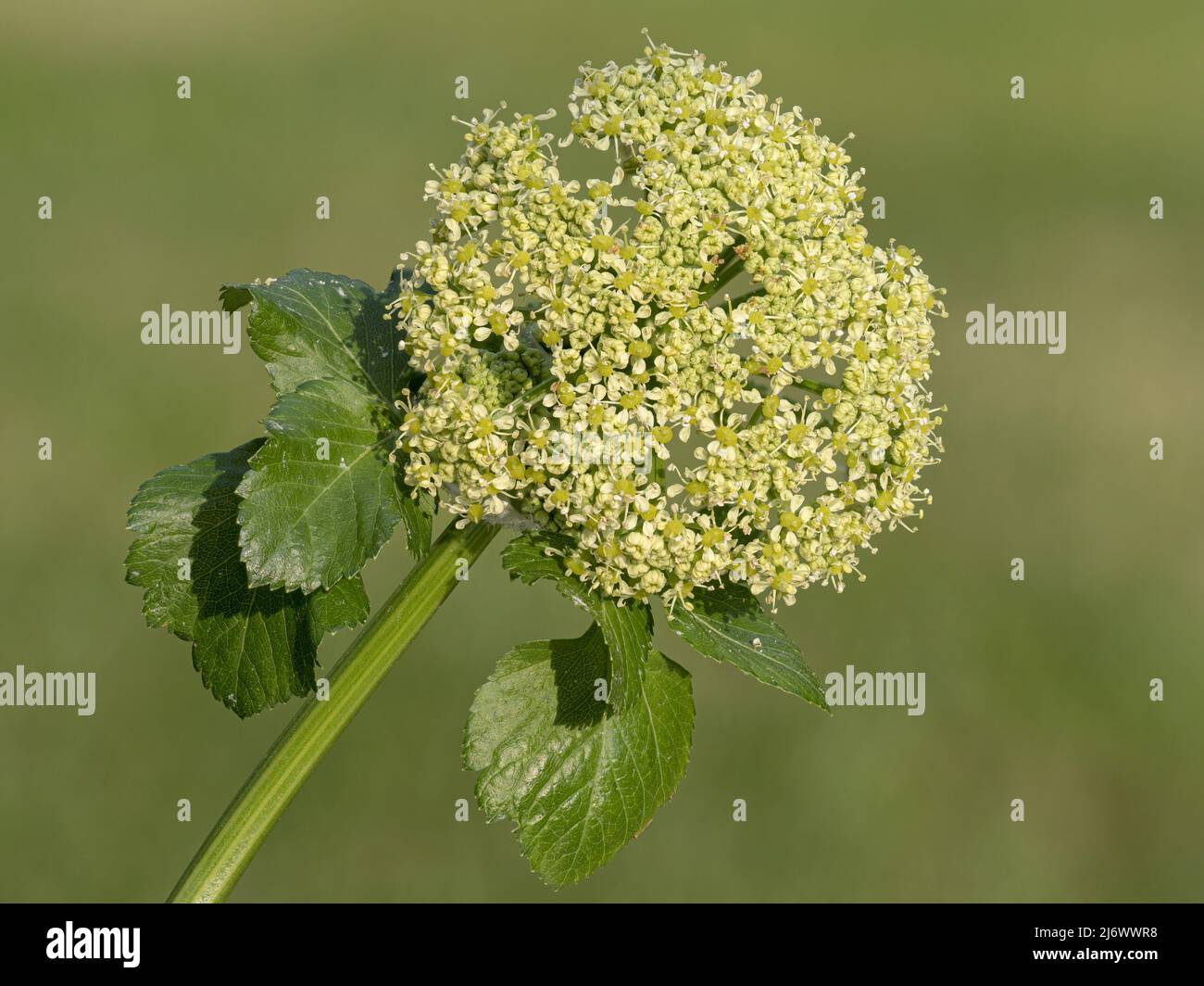 Alexanders, Smyrnium olusatrum, Blütenkopf Norfolk, April Stockfoto