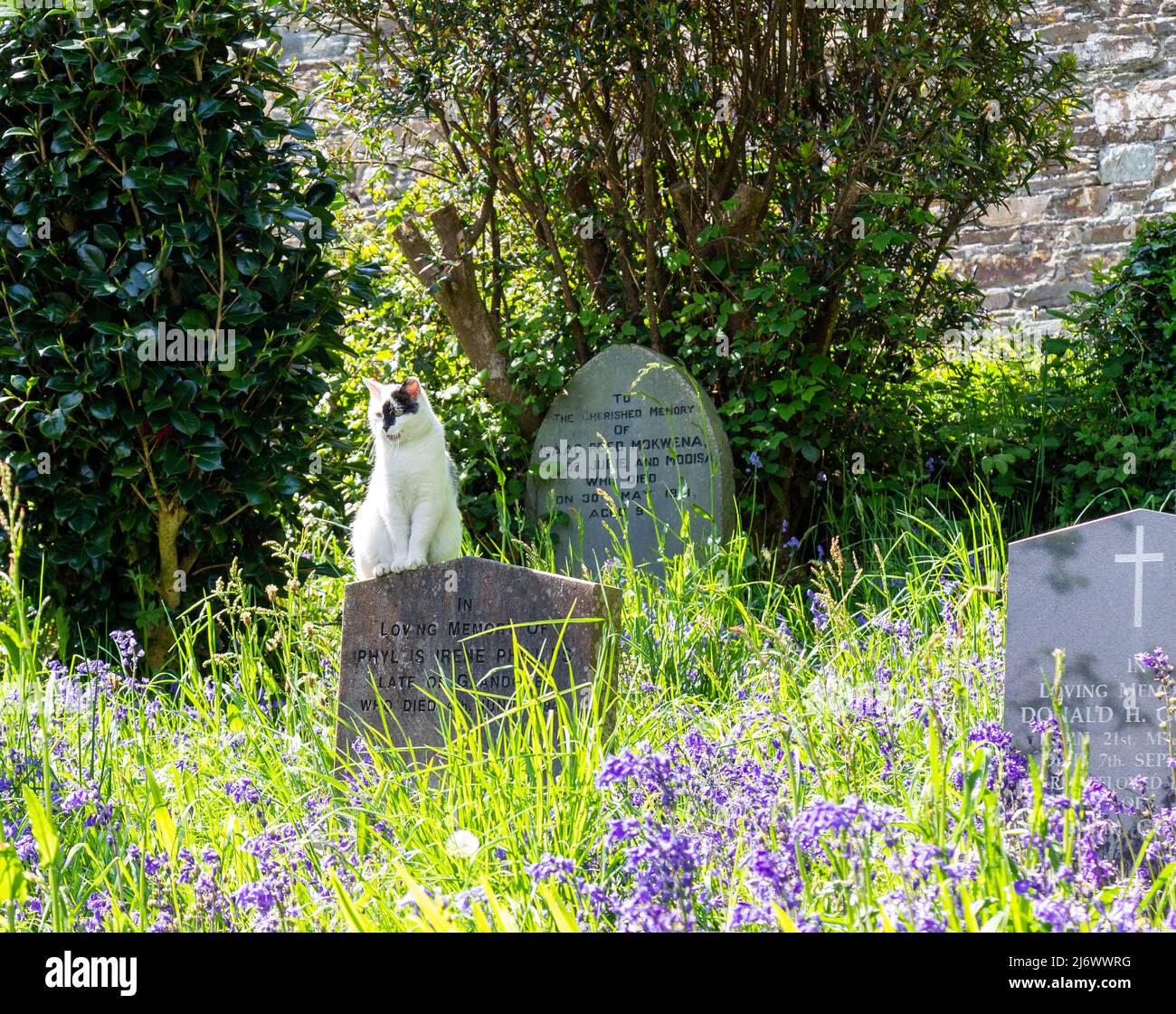 Bluebells Blue Bells wachsen auf dem Kirchhof oder Friedhof und bedecken Grabsteine oder Grabsteine mit Katzen, die auf Grabsteinen sitzen Stockfoto