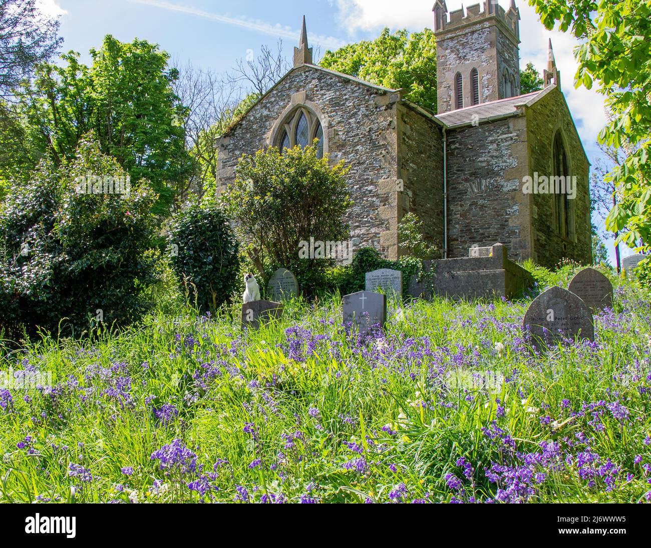 Bluebells Blue Bells wachsen auf dem Kirchhof oder Friedhof, der Grabsteine oder Grabsteine bedeckt Stockfoto