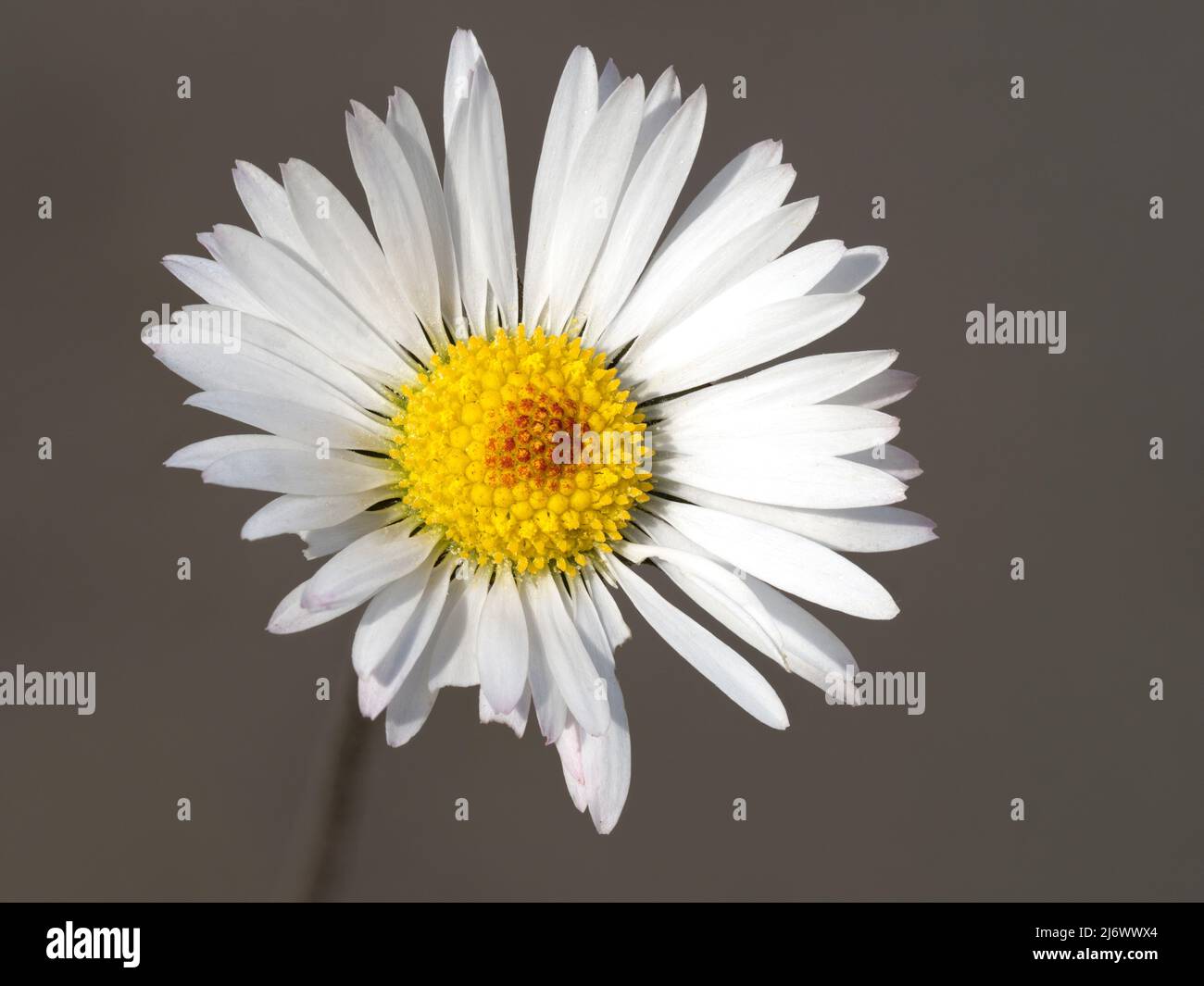 Gänseblümchen, Bellis perennis, Blume Norfolk, April Stockfoto