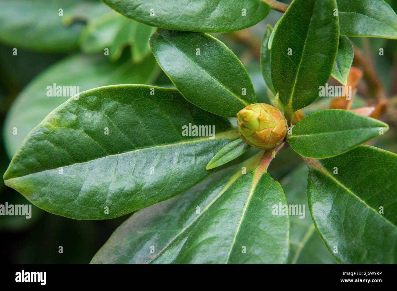 Eine immergrüne Pflanze mit großen harten Blättern und einer blühenden Knospe. Stockfoto