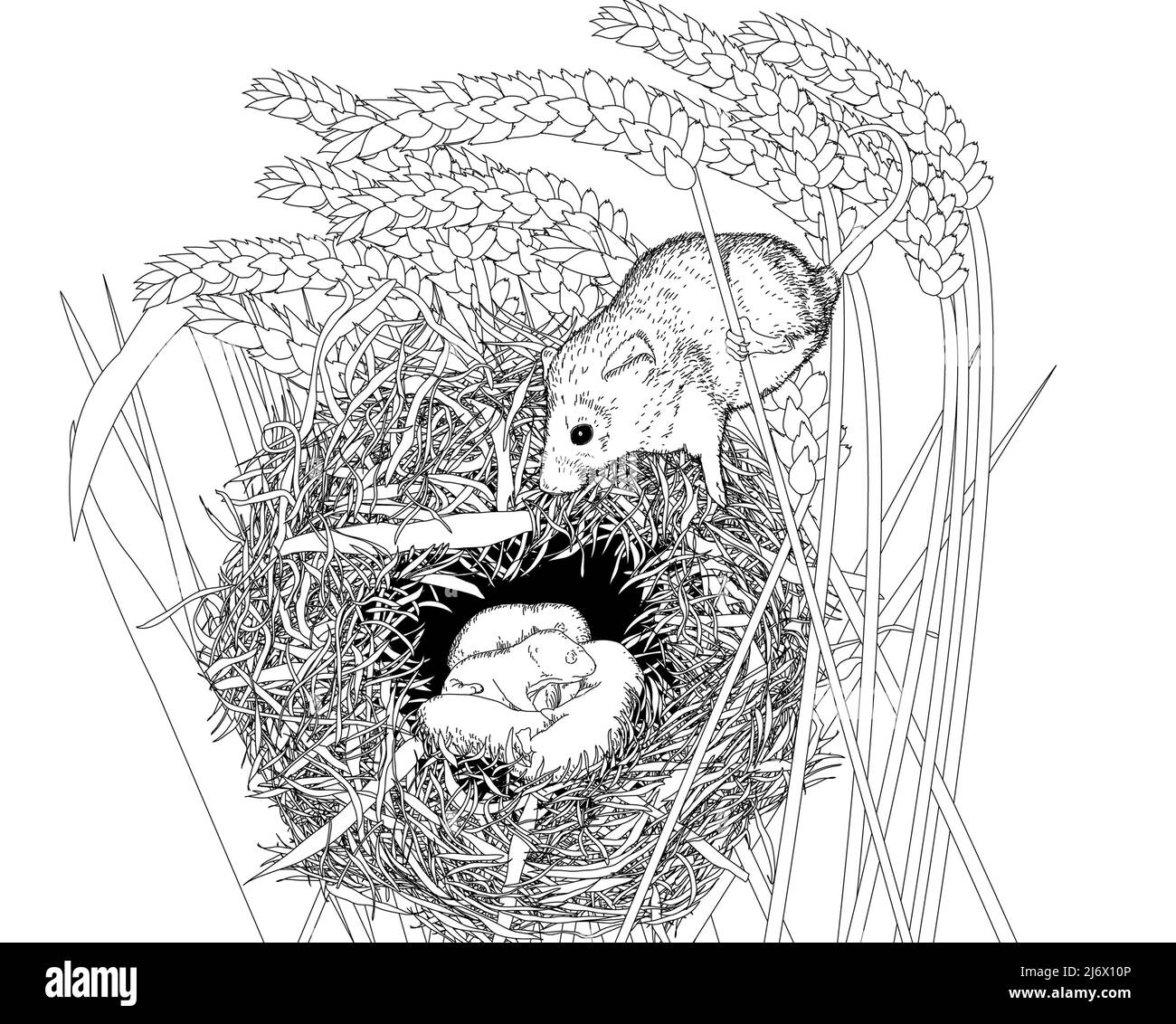 Schwarz-weiße Liniendarstellung einer europäischen Holzmaus (Apodemus sylvaticus)/ Feldmaus auf ihrem Nest. Arbeitsblatt zu Buchkunst, Bildung, Aktivität. Stockfoto