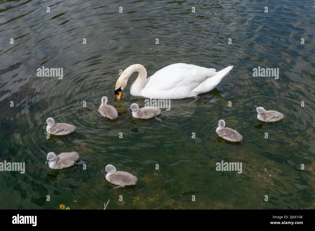 Mute Schwan (Cygnus olor) mit sieben jungen Cygnets auf Teich im Mai, Hampshire, England, Großbritannien Stockfoto