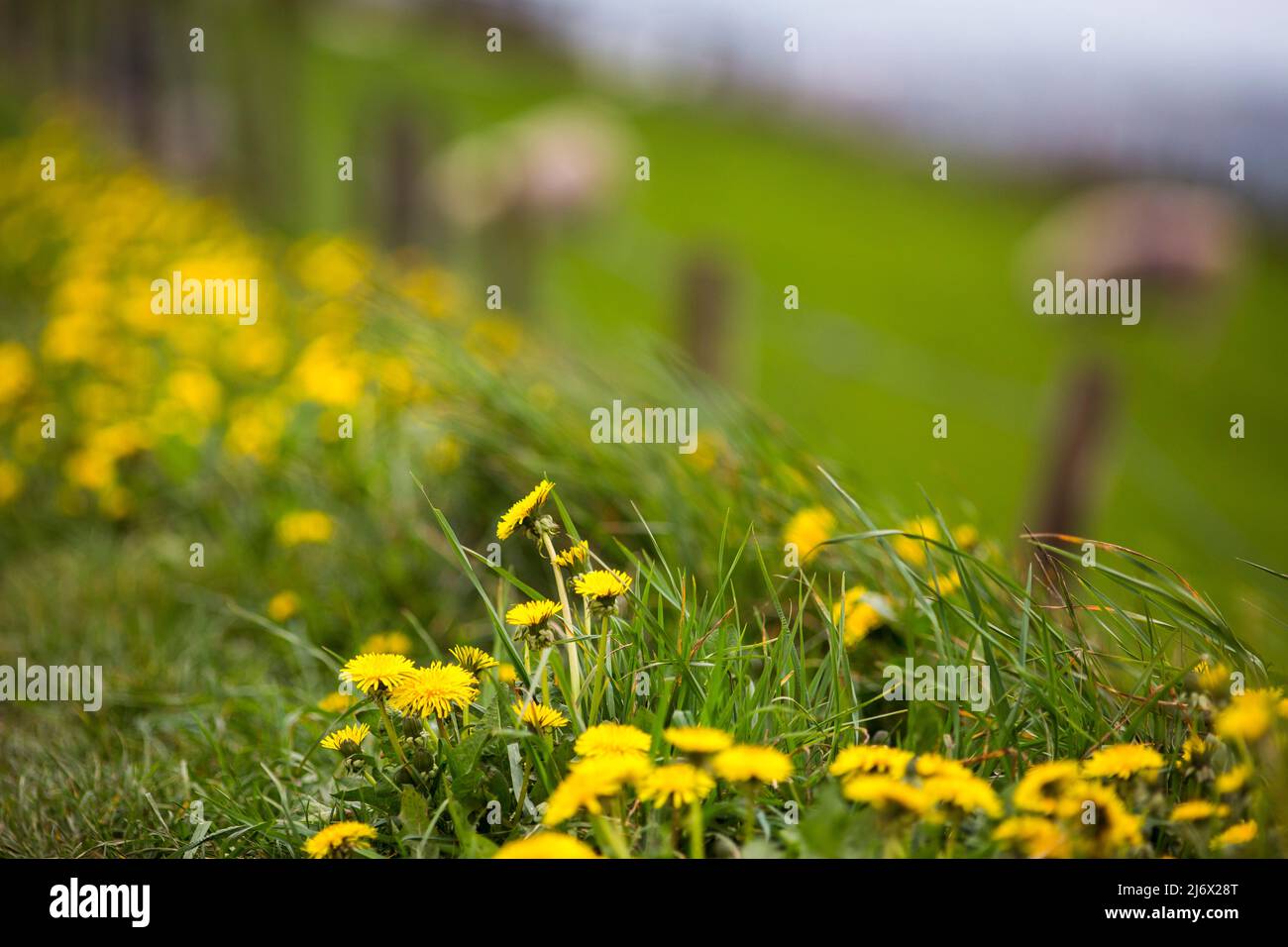 Taraxacum ist eine große Gattung blühender Pflanzen aus der Familie der Asteraceae, die aus Arten besteht, die allgemein als Löchzapfen bekannt sind. Die wissenschaftliche und Hobby-Studie der Gattung ist bekannt als Taraxacologie.die Gattung ist in Eurasien und Nordamerika heimisch, aber die beiden häufigsten Arten weltweit, T. officinale (der gemeinsame Dandelion) und T. erythrospermum (der rotgesäte Dandelion), wurden aus Europa nach Nordamerika eingeführt und vermehren sich jetzt als Wildblumen. Beide Arten sind in ihrer Gesamtheit essbar.der gebräuchliche Name ist der Dandelion. Stockfoto