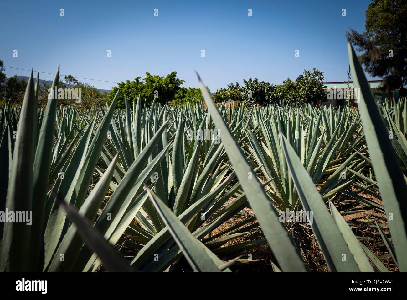 Gracias a dios mezcal, mezcaleria in Oaxaca, Mexiko Stockfoto