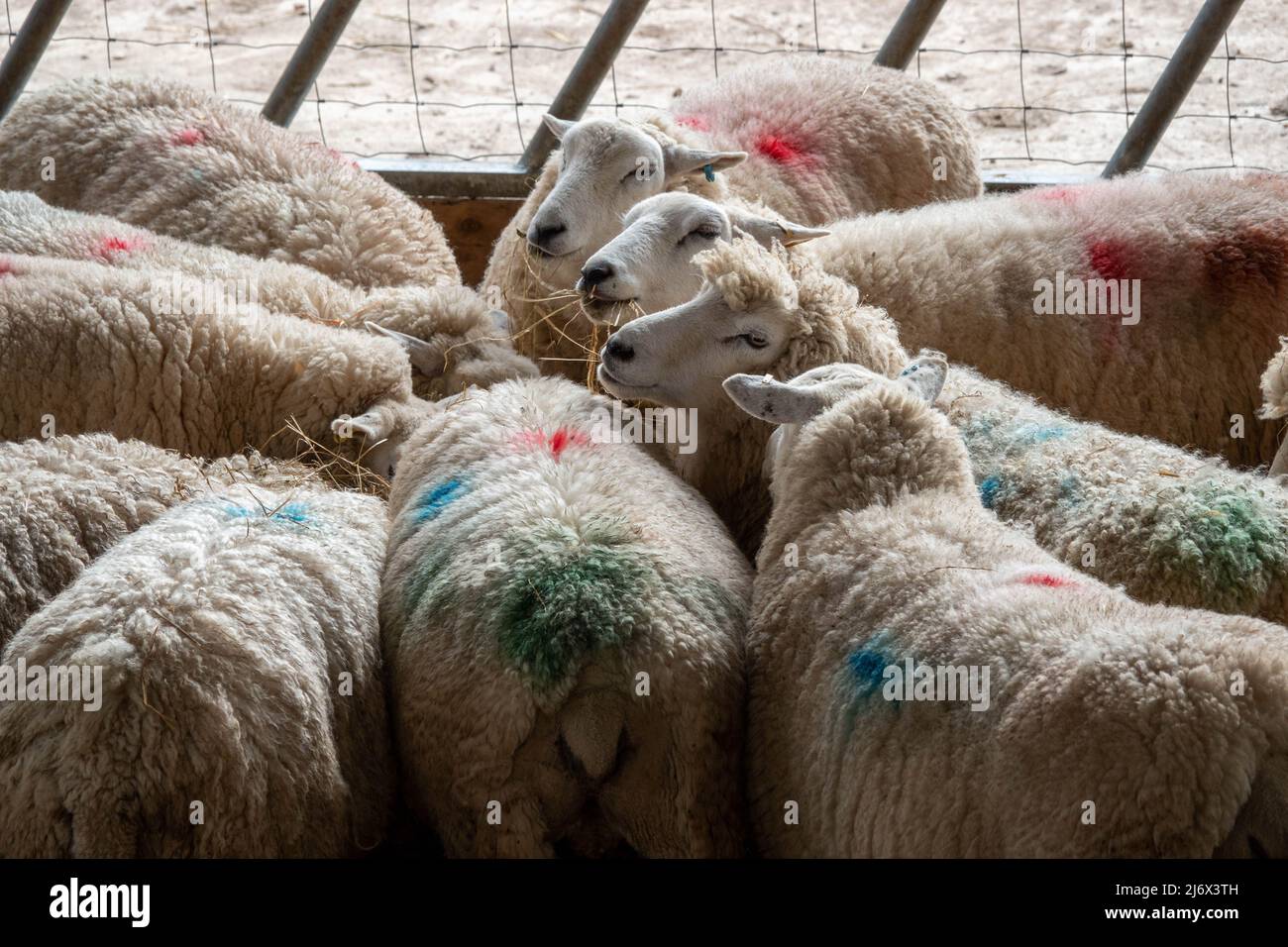 Eine Herde Schafe zusammen in einem Huddle Stockfoto