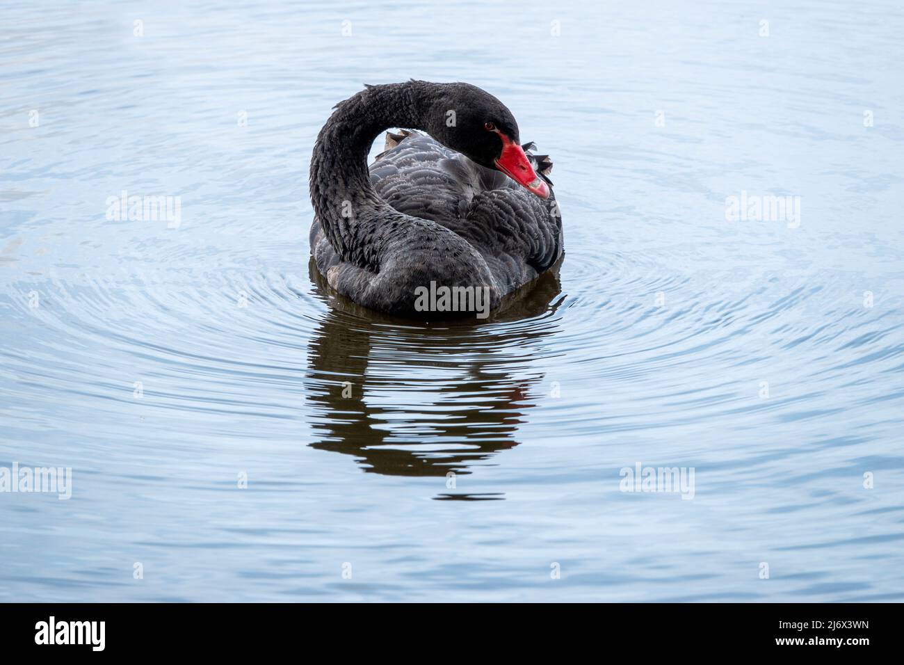 Der schwarze Schwan cygnus atratus ein großer Wasservogel im Wasser mit Spiegelung Stockfoto