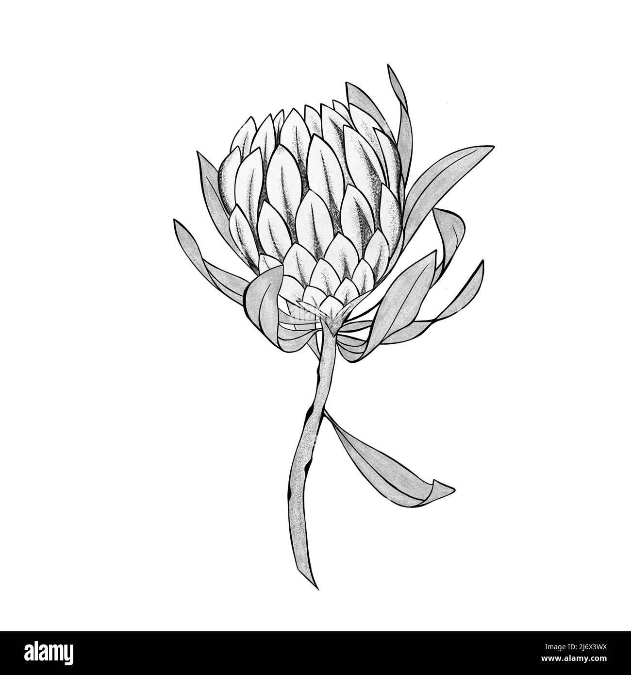 protea Blume detaillierte Skizze von Hand gezeichnet. Blume Tattoo Idee Stockfoto