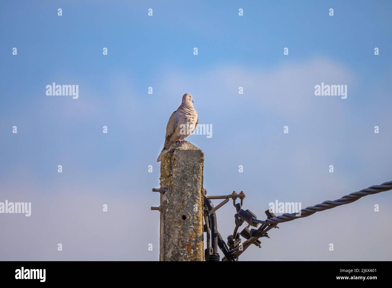 Blick auf einen Vogel, der auf einem Pfosten thront Stockfoto