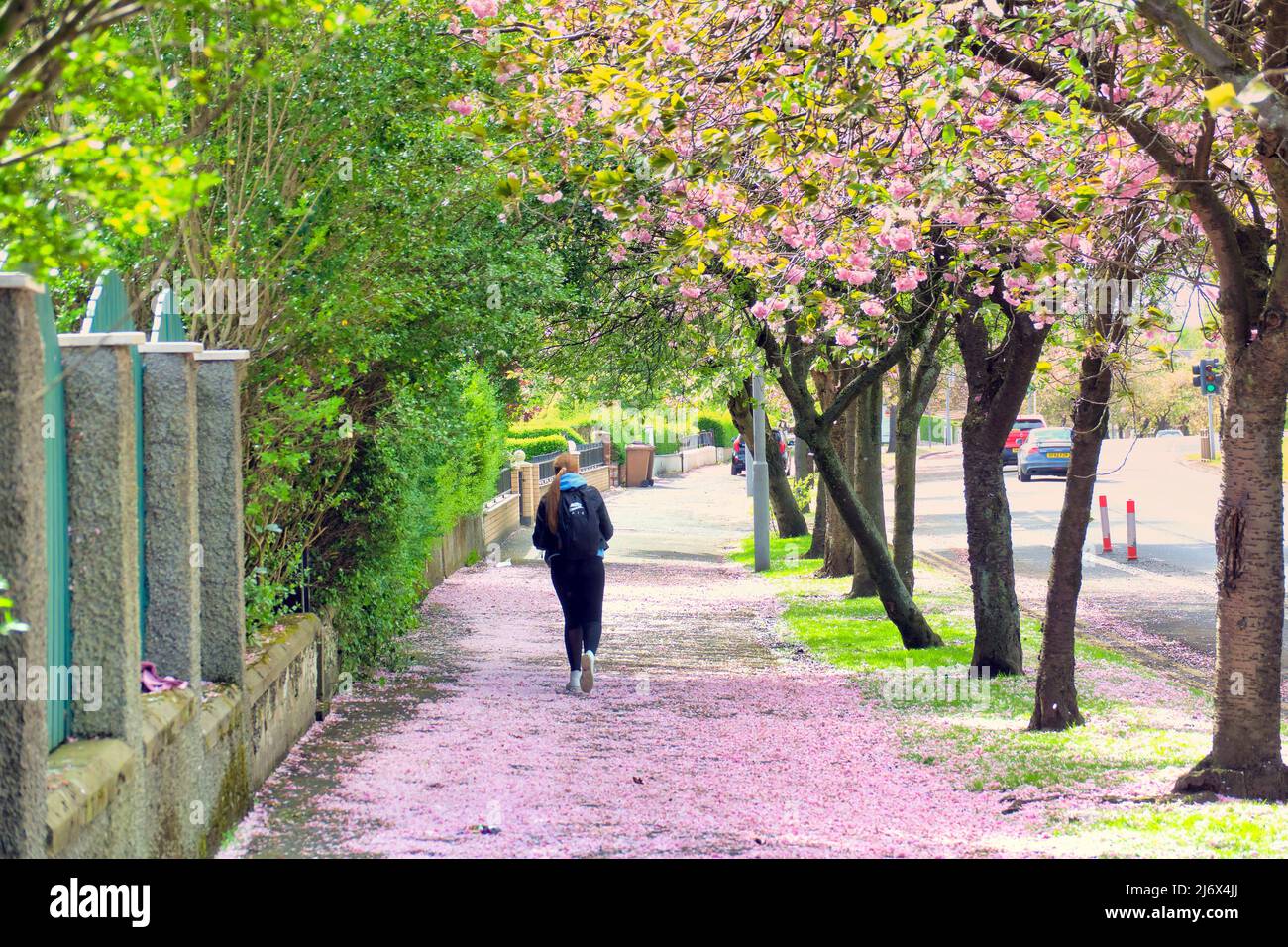 Glasgow, Schottland, Großbritannien, 4.. Mai 2022. UK Wetter: : Sonnig in der Stadt mit der Kirschblütenallee an der A82 an der großen westlichen Straße, die einen rosa Teppich bietet. Credit Gerard Ferry/Alamy Live News Stockfoto