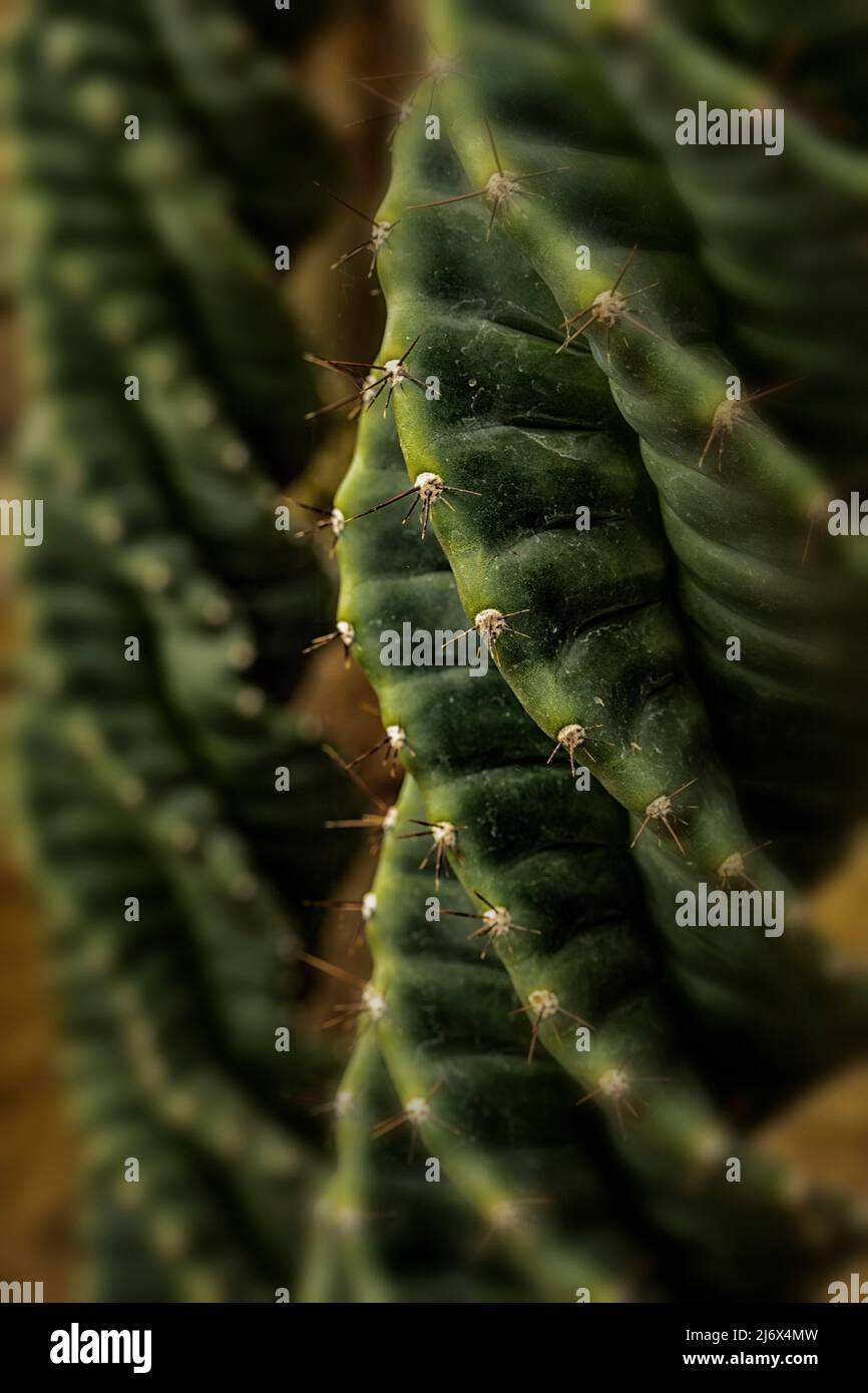 Makronatürliches Pflanzenportrait eines Abschnitts des Cereus ‘Spiralis