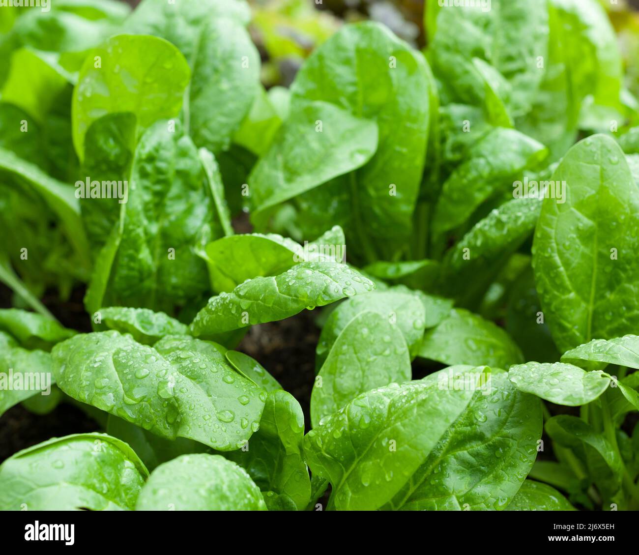 Die grünen Blätter von Spinat F1 Amazonas wachsen in einem No-Grab-Stil Gemüsegarten im Frühjahr. Stockfoto