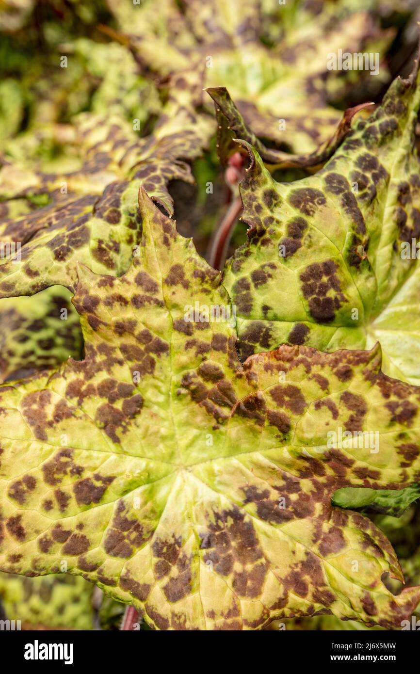 Makro natürliche abstrakte Pflanze Porträt von Podophyllum versipelle 'spotty Dotty, Blattmuster Stockfoto