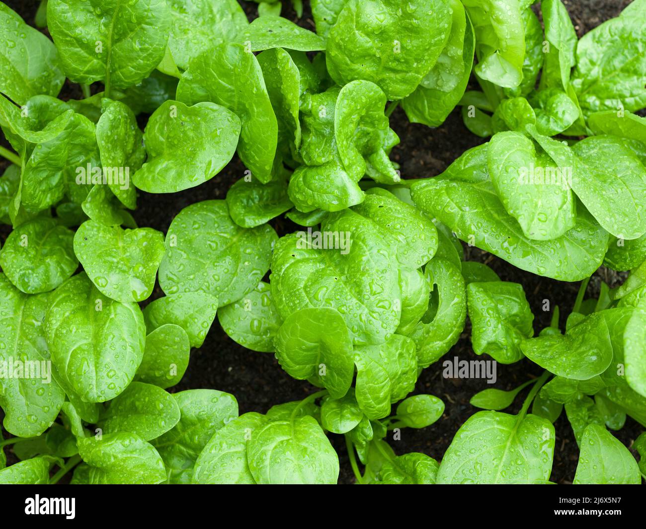 Die grünen Blätter von Spinat F1 Amazonas wachsen in einem No-Grab-Stil Gemüsegarten im Frühjahr. Stockfoto