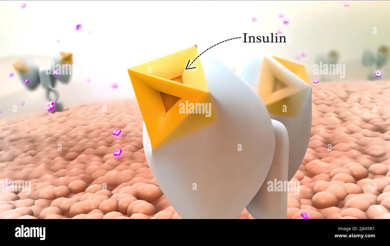 Bauchspeicheldrüse Produziert Zu Viel Insulin Symptome
