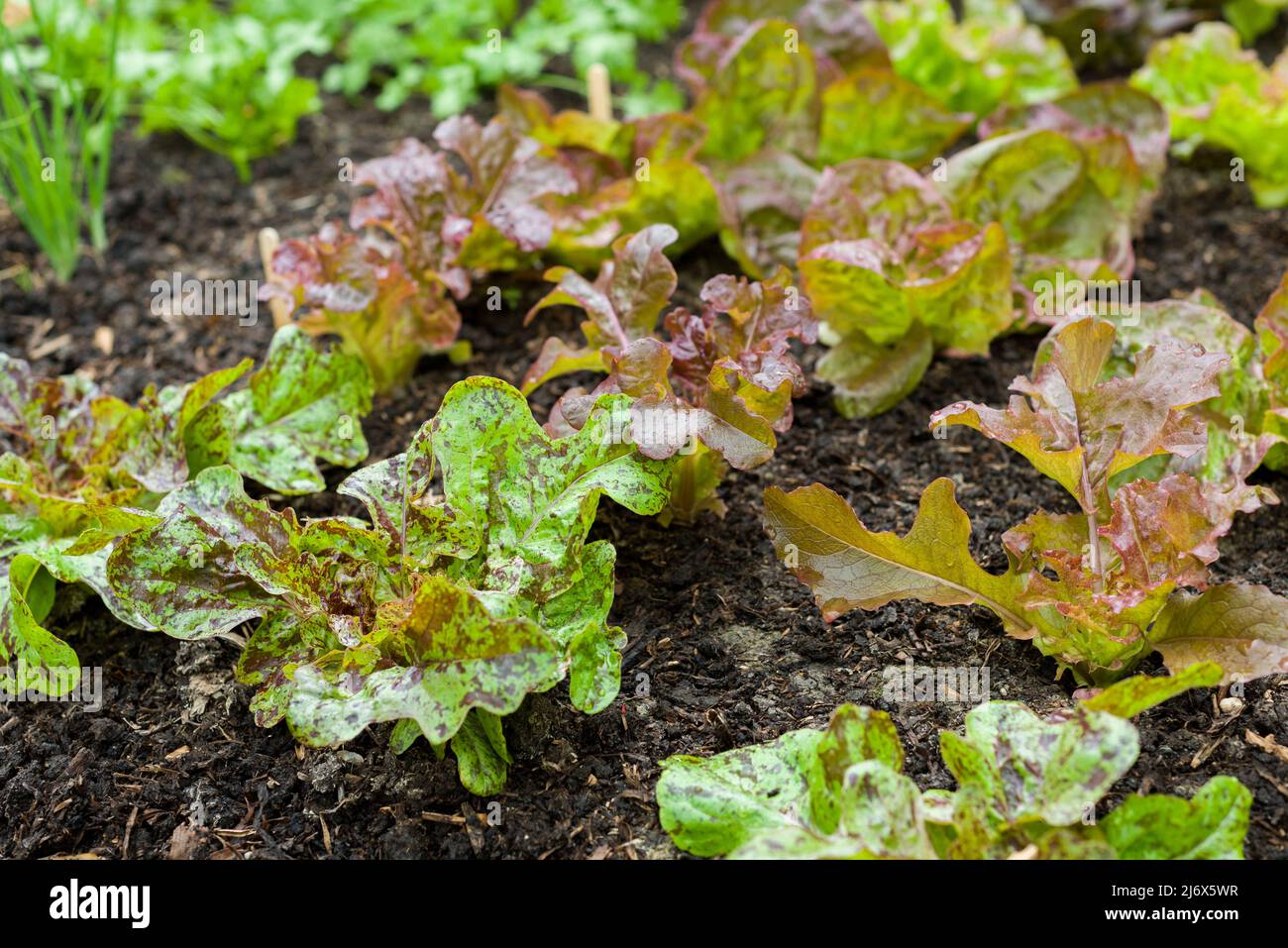 Junge Salatpflanzen, darunter feine gesprenkelte Eiche links und rote Salatschüssel, wachsen im Frühjahr in einem No-DIG-Gemüsegarten. Stockfoto