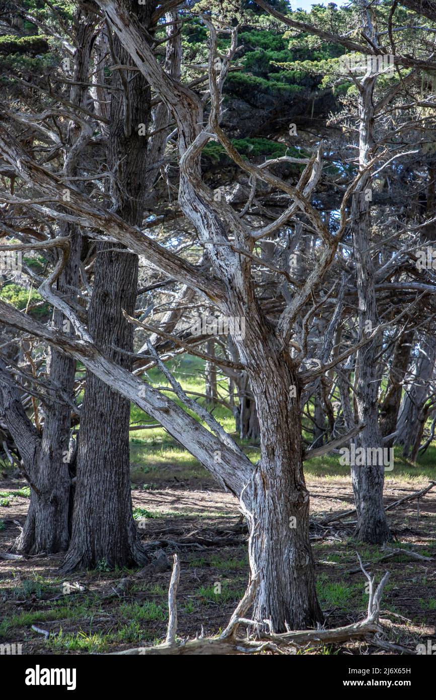 Point Lobos liegt direkt unterhalb der Stadt Carmel an der Küste Kaliforniens. Anfahrt über den Highway 1. Stockfoto