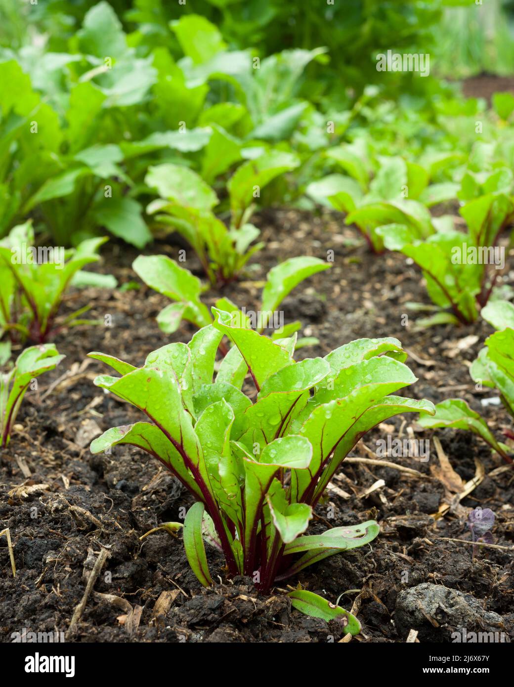 Junge, mehrfach gesät F1 Pablo Rote Beete Pflanzen, die im Frühjahr in