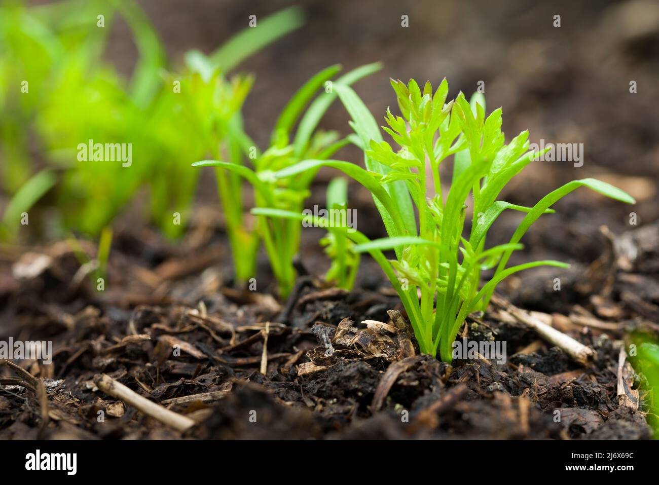 Karotte Resistafly F1 Sämlinge, die im Frühjahr in einem No-DIG-Gemüsegarten wachsen. Stockfoto