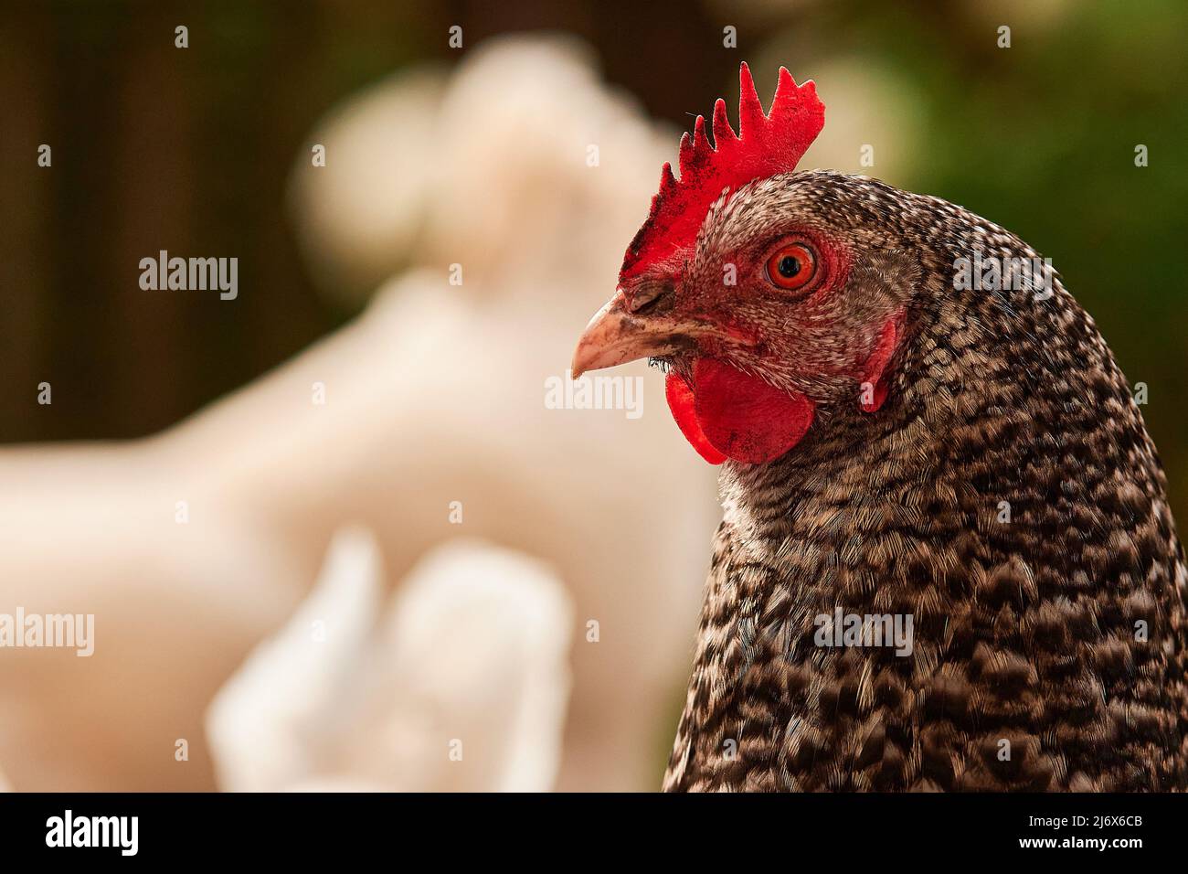 Porträt eines einzigen braun gefleckten Hähnchens im Freien im Grünen Stockfoto