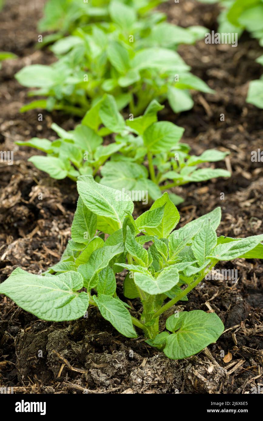Junge Pentland Javelin erste frühe Kartoffelpflanzen wachsen in einem