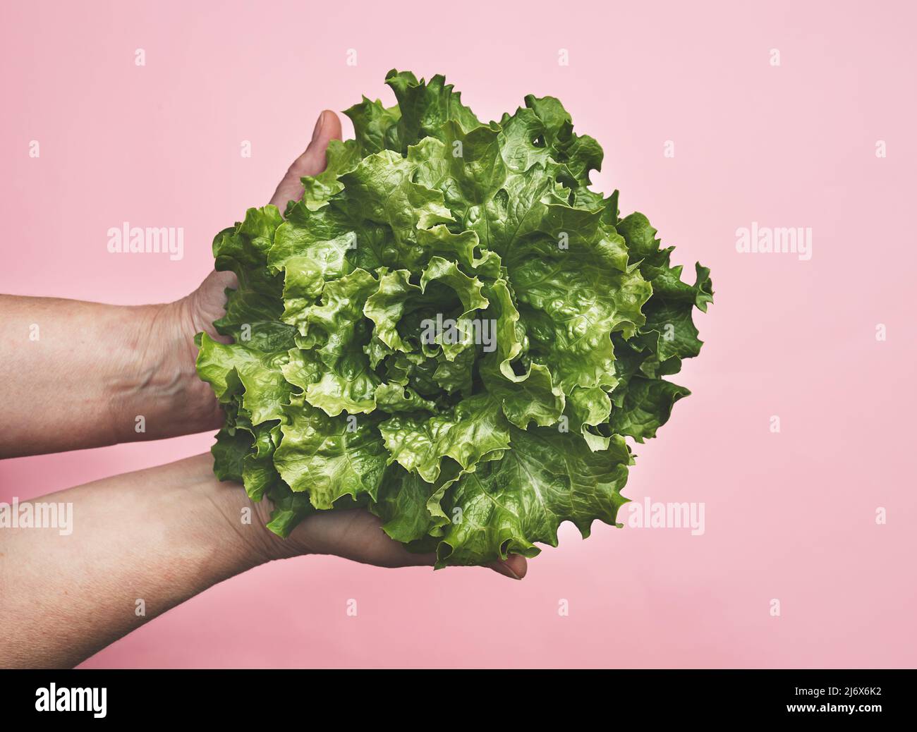Frischer grüner Salat in den Händen auf rosa Hintergrund, Nahaufnahme, Draufsicht, Anbau eigener Lebensmittel und natürliches Lebensmittelkonzept Stockfoto
