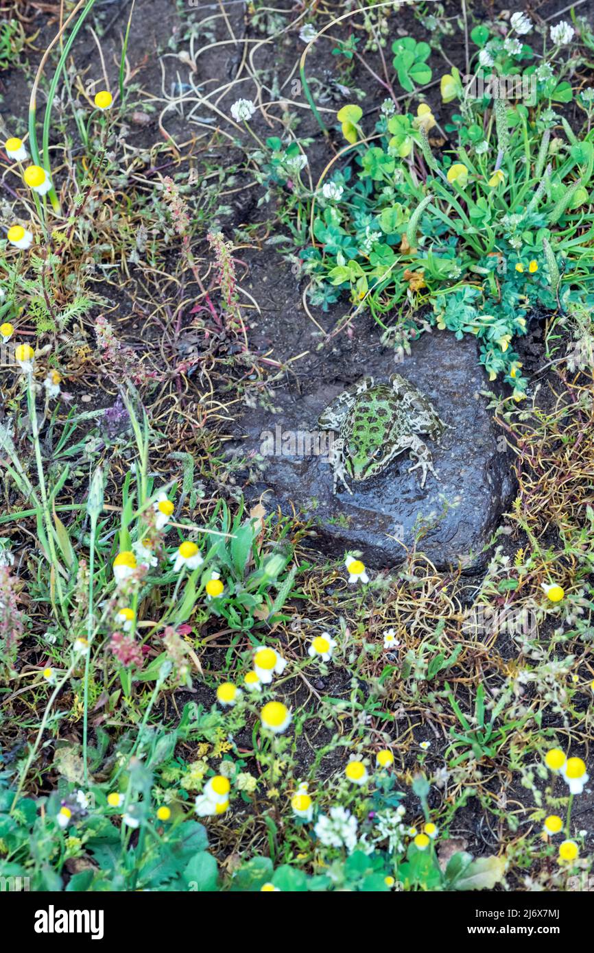 Pelophylax bedriagae, levanter Grüner Frosch. Levsos Stockfoto