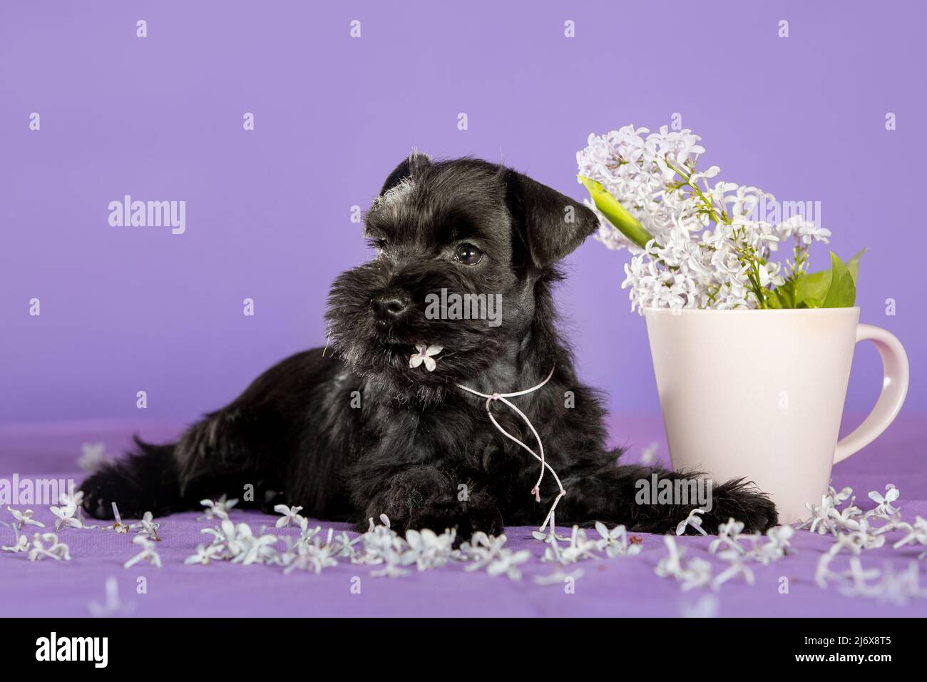 Shnauzer Welpe mit fliederndem Frühlingsflieder auf violettem Hintergrund. Junge schwergschnauzer. Schwarzer Hund Stockfoto