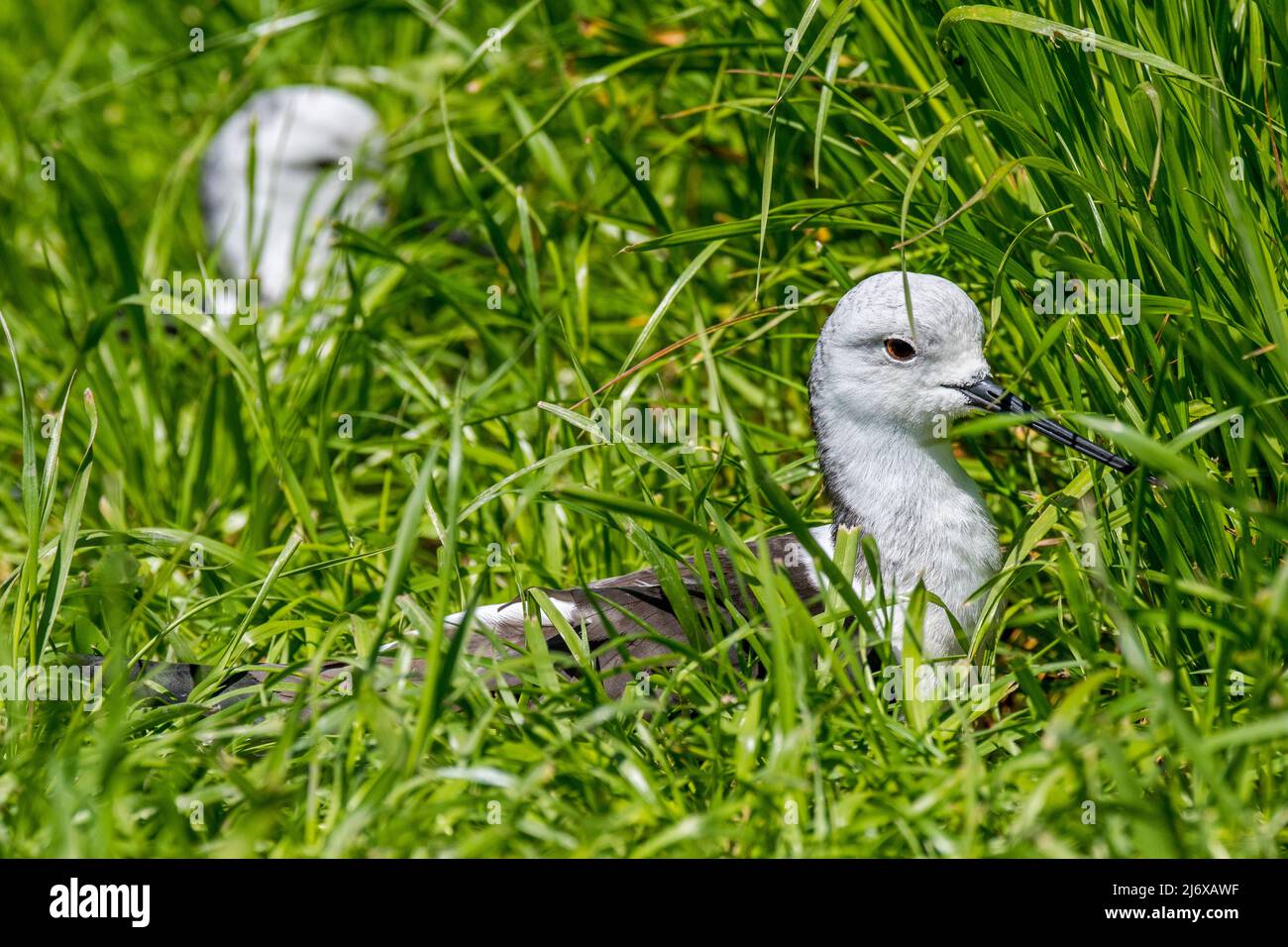 Zwei Schwarzflügel-Stelzen (Himantopus himantopus), die im Frühjahr im hohen Gras von Wiese/Grasland ruhen Stockfoto