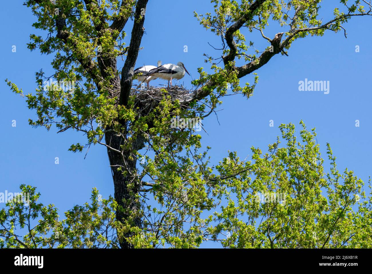 Weißstörche (Ciconia ciconia) brüten im Frühjahr im Baum Stockfoto