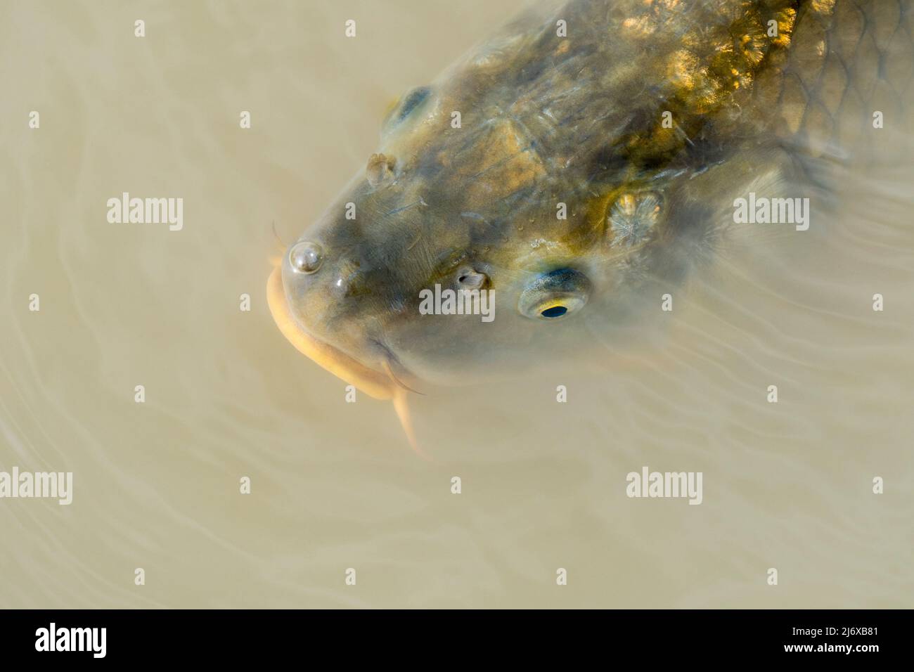 Gemeiner karpfen carpio cyprinus Fotos und Bildmaterial in hoher